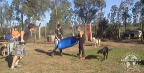  Volunteer Argentina Cordoba – Animal Rescue Center – Dog Shelter