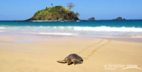 Sea Turtle Conservation