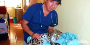 Volunteer in Guatemala: Conservation / Animal Rescue Veterinary