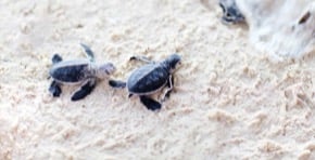 Volunteer in Costa Rica: Sea Turtle Caribbean