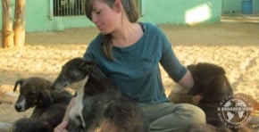Volunteer India: Animal Care Welfare Jaipur