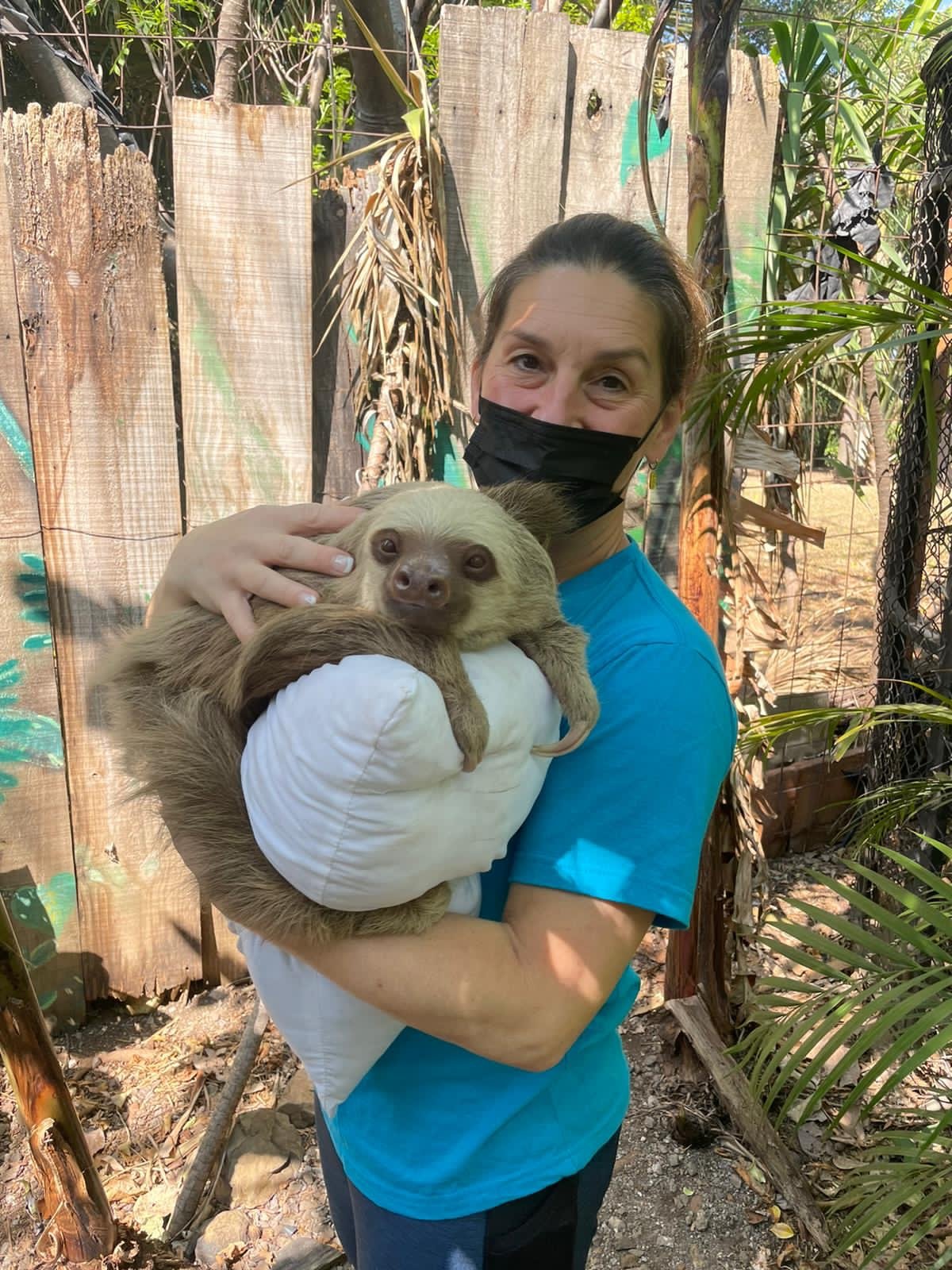 20 reasons to volunteer in a Sloth Sanctuary in Costa Rica 