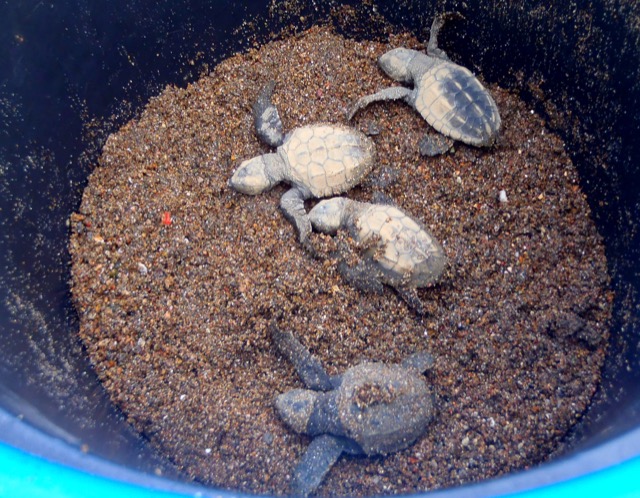 Alice Volunteer in Costa Rica, Sea Turtle Conservation