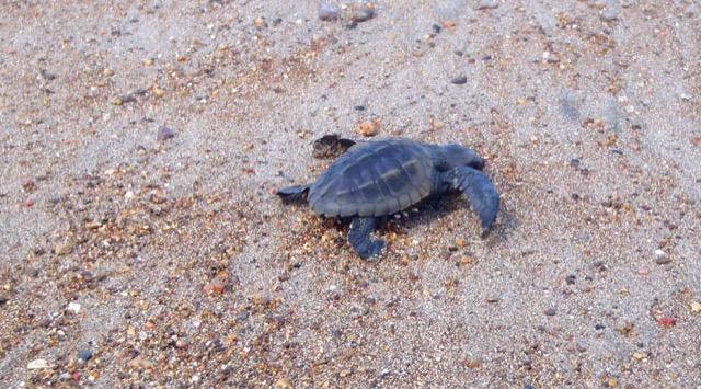 Alice Volunteer in Costa Rica, Sea Turtle Conservation