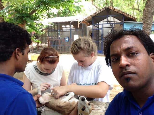 Review Ella Briscoe Volunteer in India Jaipur at the Animal Shelter program