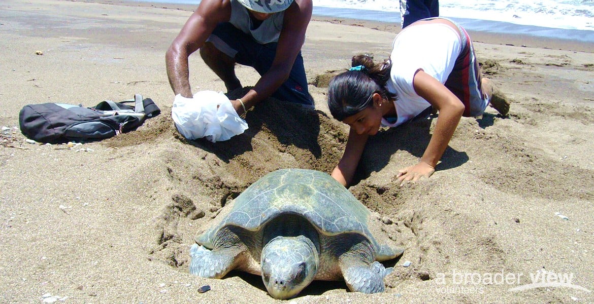 Volunteer in Costa Rica: Sea Turtle Internship