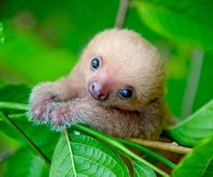 Costarica Sloth Mammal Conservation Texto