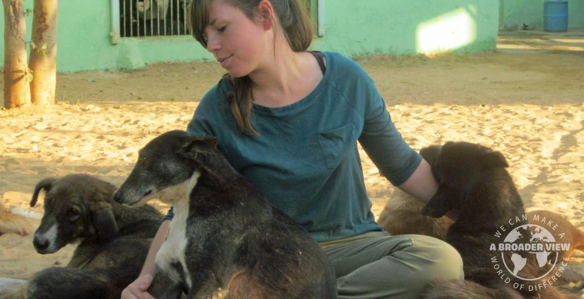 Volunteer in India jaipur Animal Care