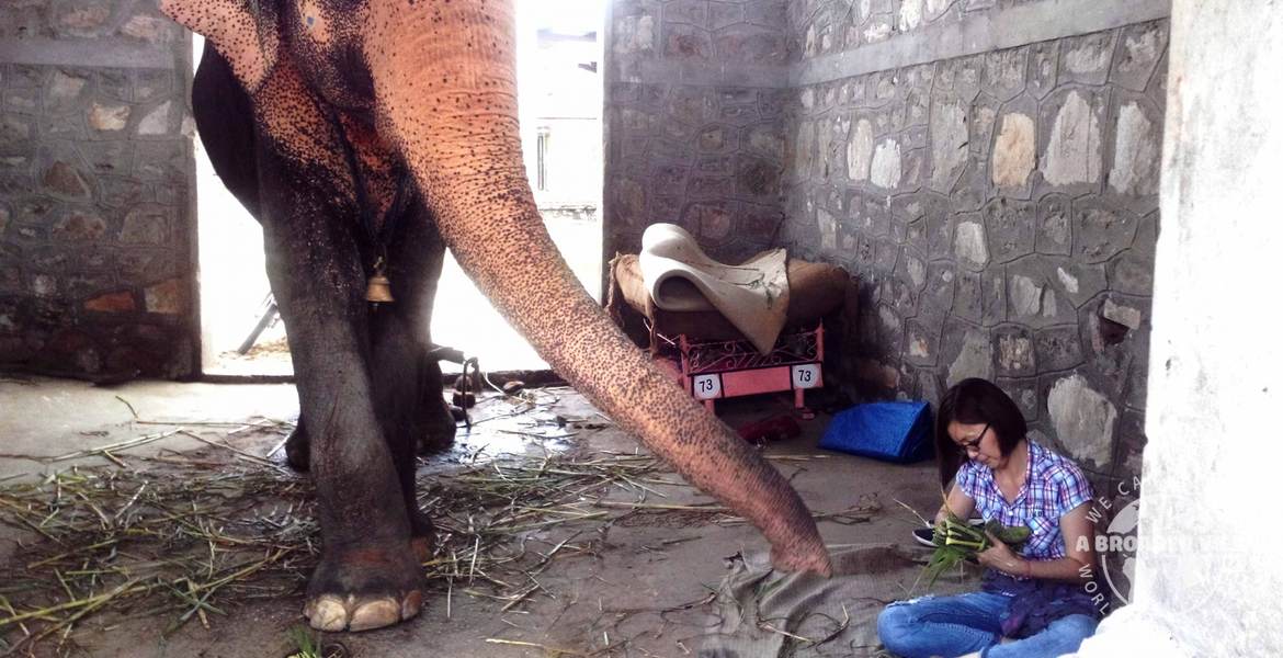 Gap Year India Jaipur Elephant Welfare Conservation Program GB Gap Year India Jaipur Elephant Welfare Conservation Program GB